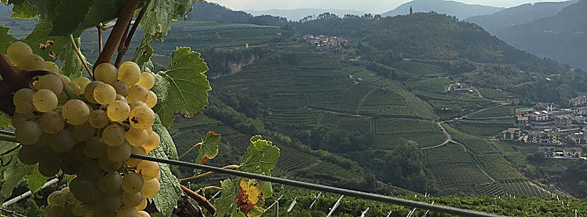 Migliori Müller Thurgau 2021