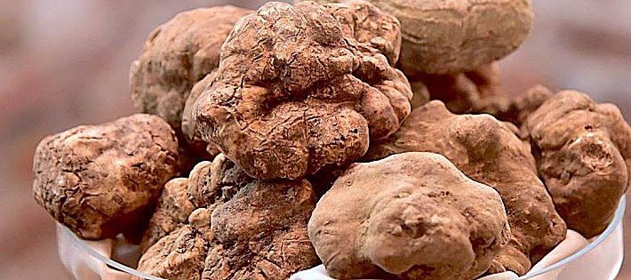 fiera del tartufo di acqualagna 2021