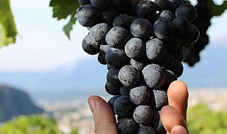merano wine festival 2021