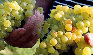 migliori vini italiani 2022 veronelli