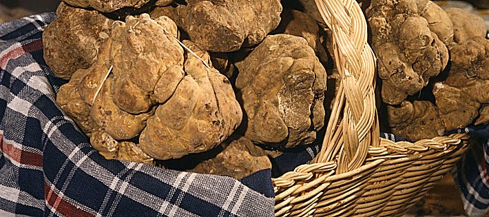 cerca e cavatura del tartufo unesco