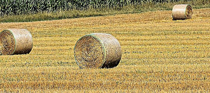banca delle terre agricole 2022 bando