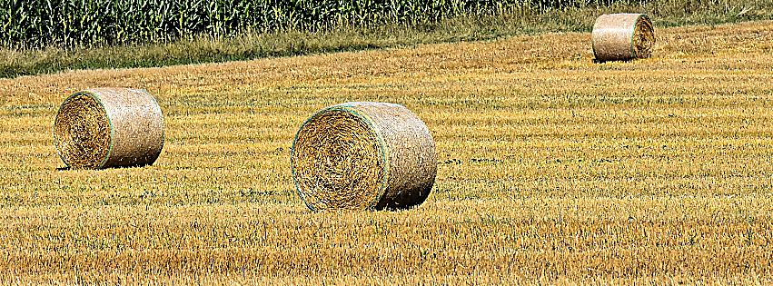 banca delle terre agricole 2022 bando