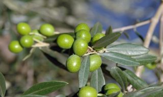 concorso turismo dell'olio 2022
