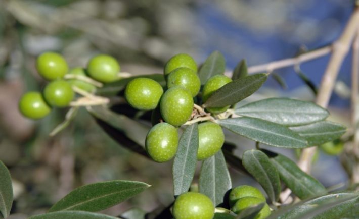 concorso turismo dell'olio 2022