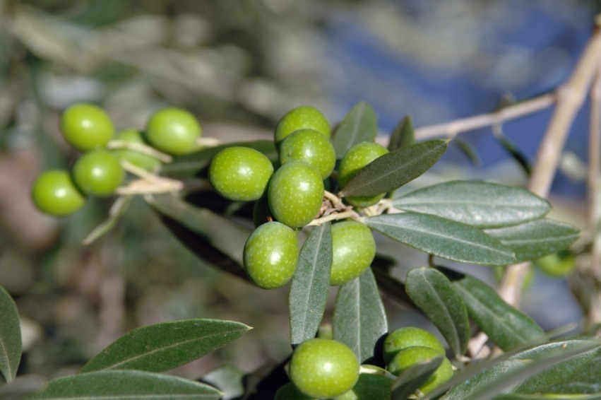 concorso turismo dell'olio 2022