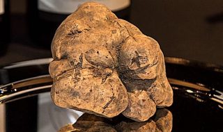 fiera del tartufo di alba 2022