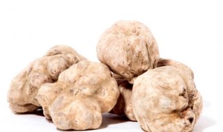 fiera del tartufo di alba 2022