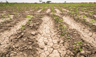 siccità 2022 danni agricoltura