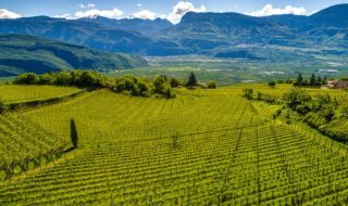migliori vini altoatesini 2023