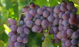 migliori vini calabresi 2023