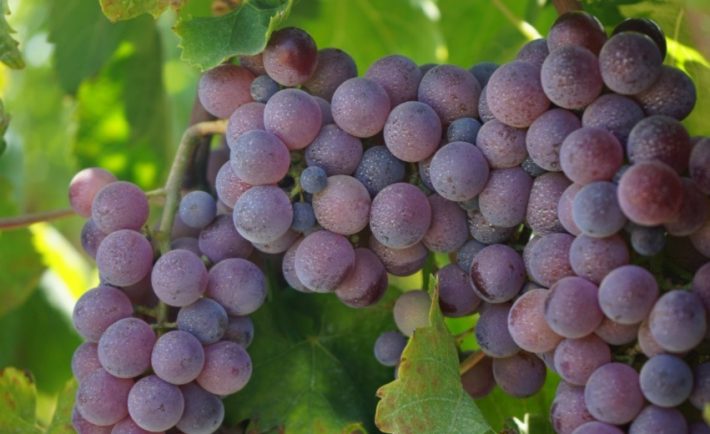 migliori vini calabresi 2023