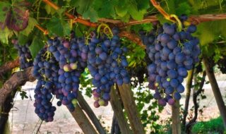 migliori vini pugliesi 2023
