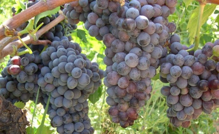 migliori vini siciliani 2023