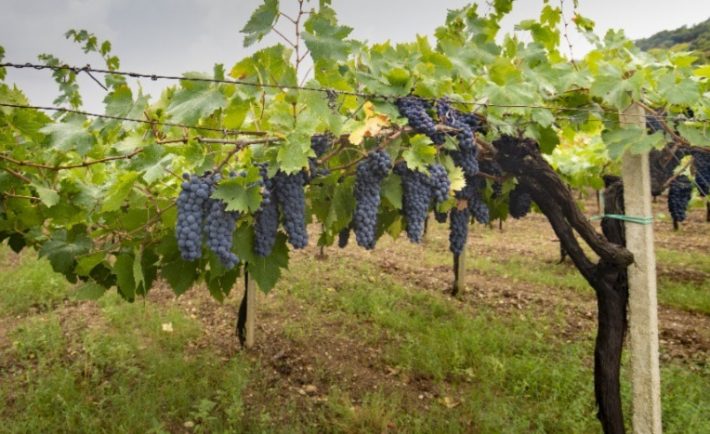 migliori vini sardi 2023