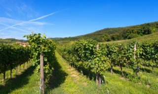 migliori vini veneti 2023
