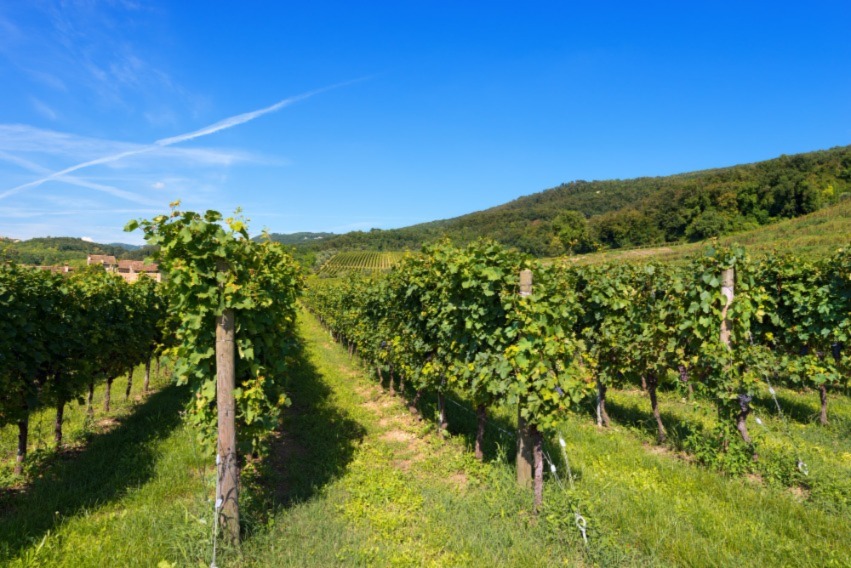 migliori vini veneti 2023
