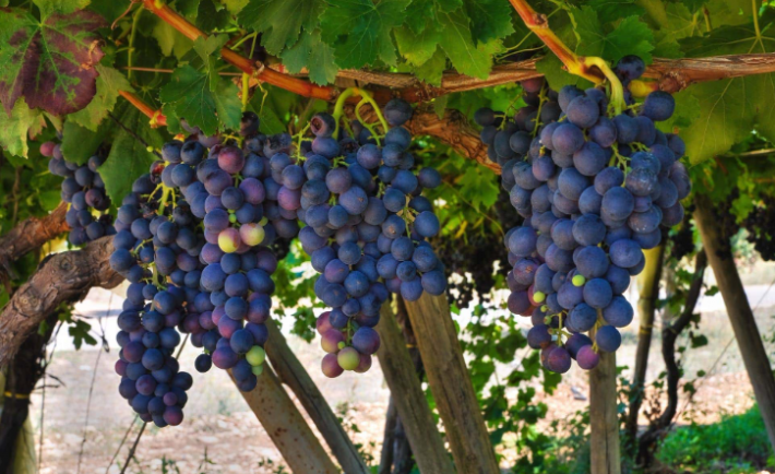 bibenda 2023 vini 5 grappoli