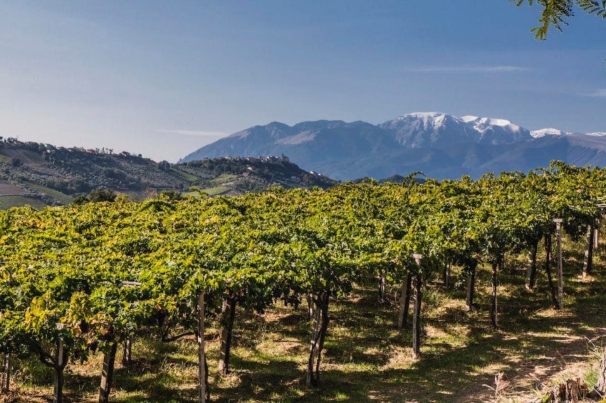 abruzzo vini migliori