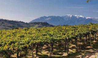 abruzzo vini migliori