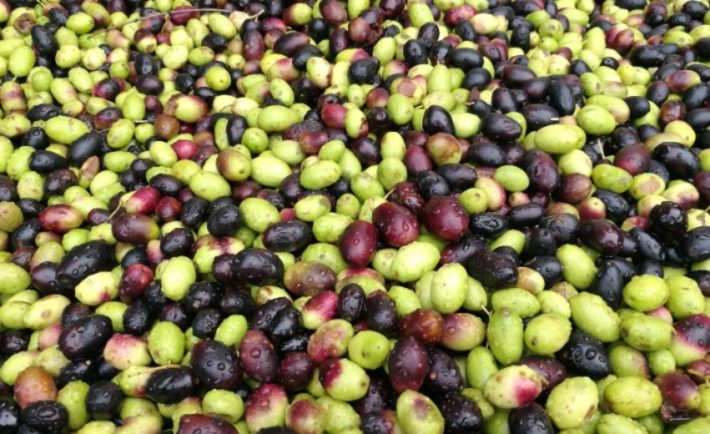 olio capitale 2023 trieste