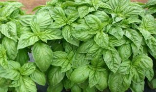 aromatica 2023 diano marina