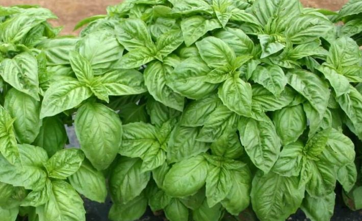 aromatica 2023 diano marina