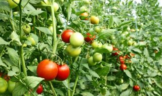 lavoratori extracomunitari agricoltura 2023