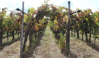 migliori vini pugliesi 2024 classifica