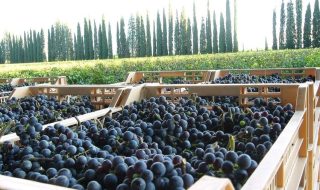vendemmia 2023 in Italia