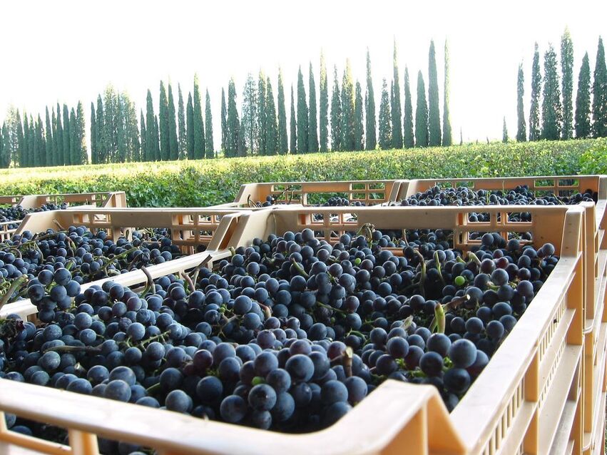 vendemmia 2023 in Italia