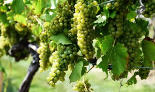 bibenda 2024 vini 5 grappoli