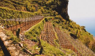 migliori vini campani 2024 classifica