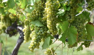 World's Best Sommeliers' Selection 2024 vini italiani