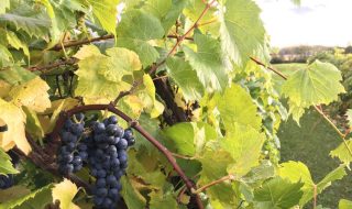 5starwines 2024 premi speciali