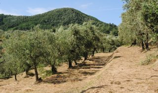 migliori oli extravergine 2024 classifica ercole olivario