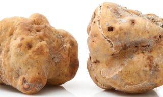 fiera del tartufo di alba 2024