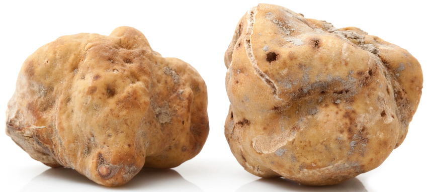 fiera del tartufo di alba 2024
