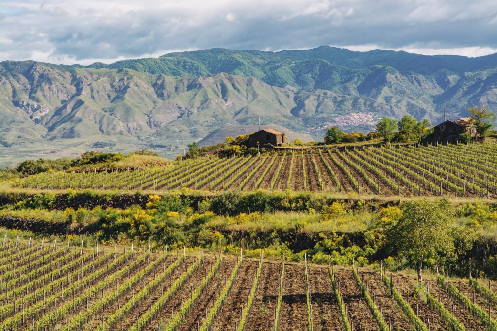 migliori vini del sud italia classifica 2024