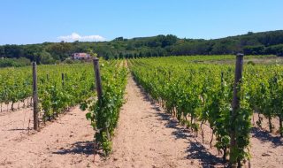 migliori vini della sardegna 2025 classifica