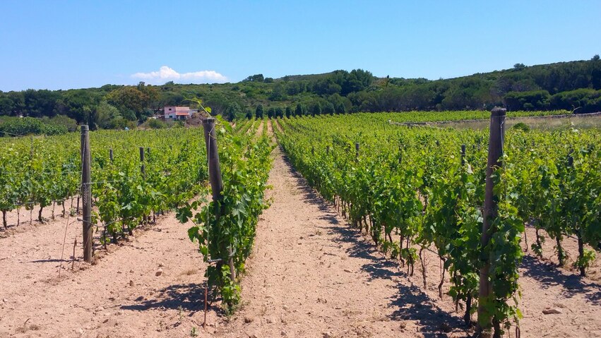 migliori vini della sardegna 2025 classifica