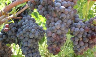 migliori vini siciliani 2025 classifica gambero rosso