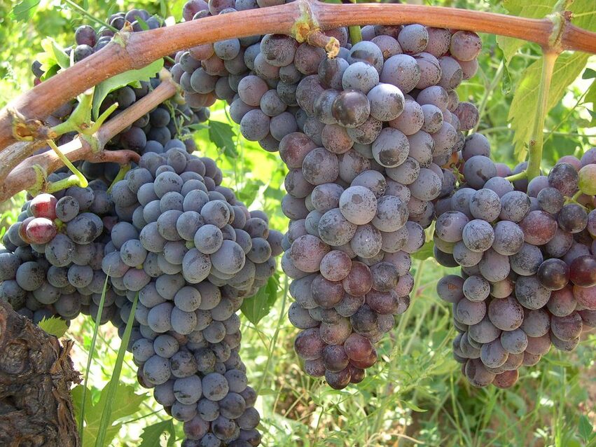 migliori vini siciliani 2025 classifica gambero rosso