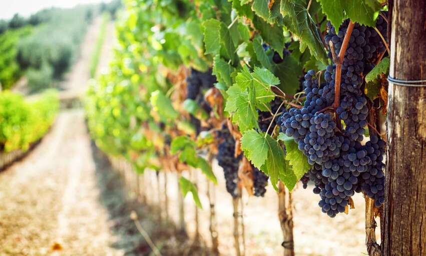 Bibenda 2025 vini 5 grappoli