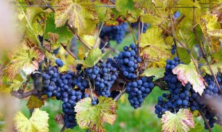 migliori vini italiani secondo gli americani classifica 2025