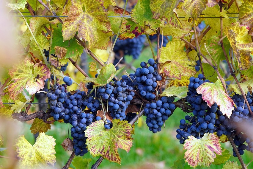migliori vini italiani secondo gli americani classifica 2025