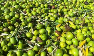 Migliori oli extravergine classifica 2025 Slow Food