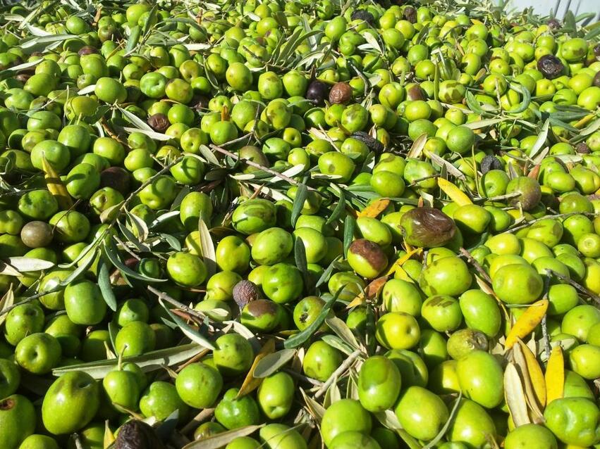 Migliori oli extravergine classifica 2025 Slow Food