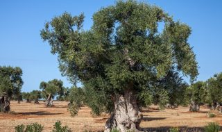 migliori oli extravergine italiani classifica 2025 ercole olivario