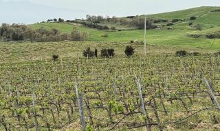 migliori vini della sardegna classifica vinodabere 2026